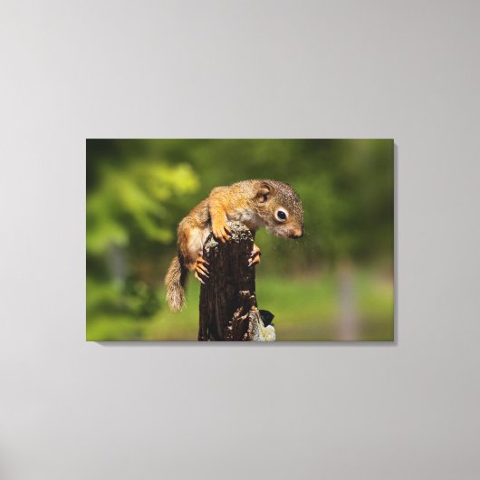Baby rode eekhoorn canvas afdruk (Voorkant)