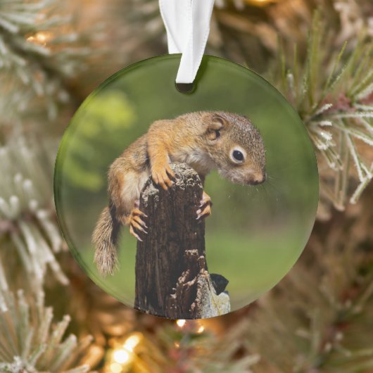 Baby rode eekhoorn ornament (Boom)