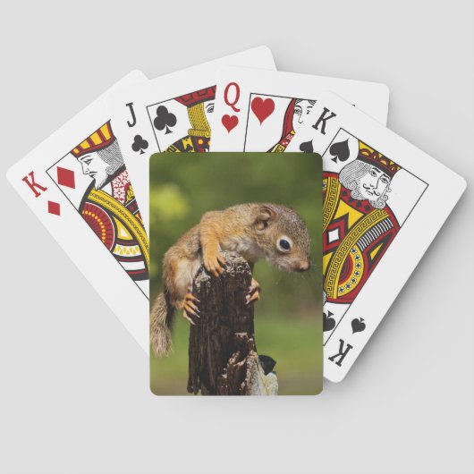 Baby rode eekhoorn pokerkaarten (Achterkant)
