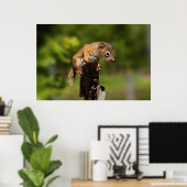 Baby rode eekhoorn poster (Thuiskantoor)