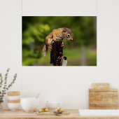 Baby rode eekhoorn poster (Keuken)