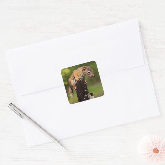 Baby rode eekhoorn vierkante sticker (Envelop)