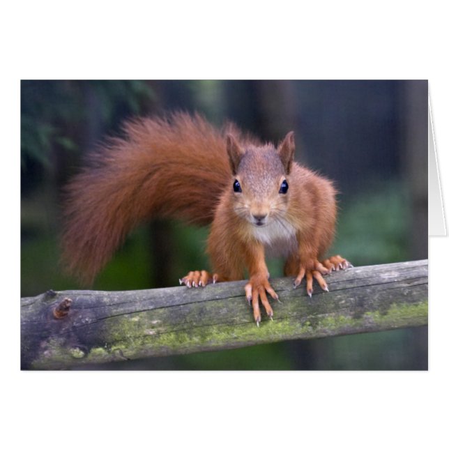 Baby Rode kaart (Voorkant Horizontaal)