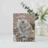 Baby Rondstaarteekhoorn Briefkaart (Staand voorkant)