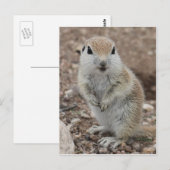 Baby Rondstaarteekhoorn Briefkaart (Voorkant / Achterkant)