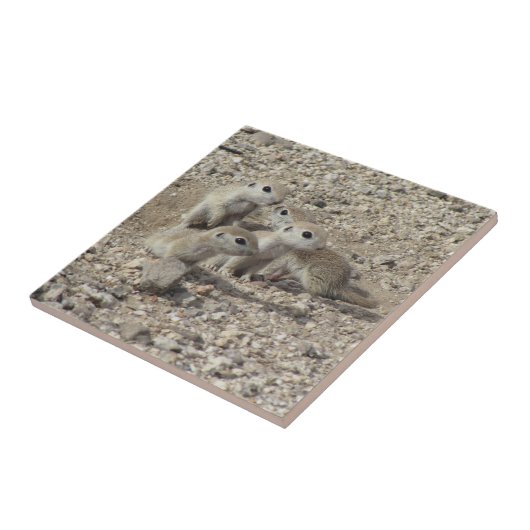 Baby Rondstaartfamilie op de grond Tegeltje (Zijkant)