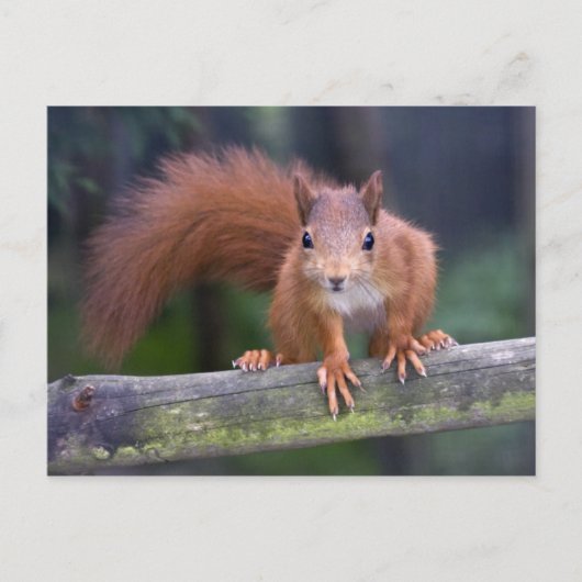 Baby Rood Briefkaart (Voorkant)