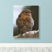Baby Roodborst in Canvas Afdruk (Insitu (Houten vloer))
