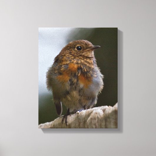 Baby Roodborst in Canvas Afdruk (Voorkant)