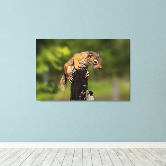 Baby Roodeekhoorn Canvas Afdruk (Insitu (Houten vloer))