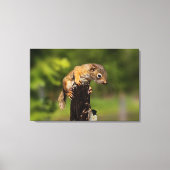 Baby Roodeekhoorn Canvas Afdruk (Voorkant)