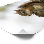 Baby Roodeekhoorn Foto Afdruk (Hoek)
