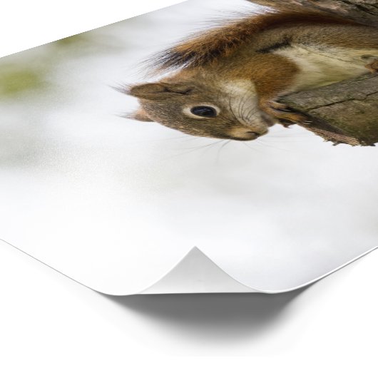 Baby Roodeekhoorn Foto Afdruk (Hoek)