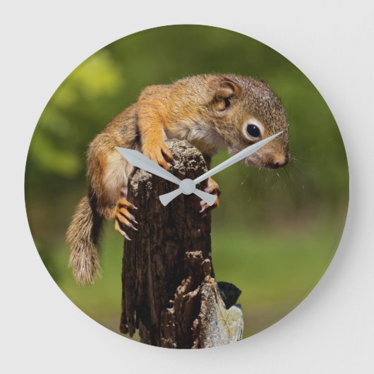 Baby Roodeekhoorn Grote Klok (Voorkant)