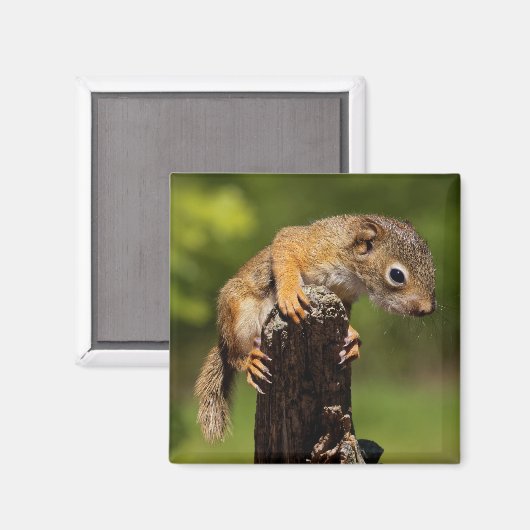 Baby Roodeekhoorn Magneet (Voorkant / Achterkant)