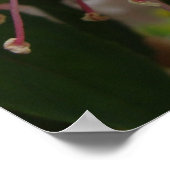 Baby roze en witte vloeren van Fuschia Poster (Hoek)