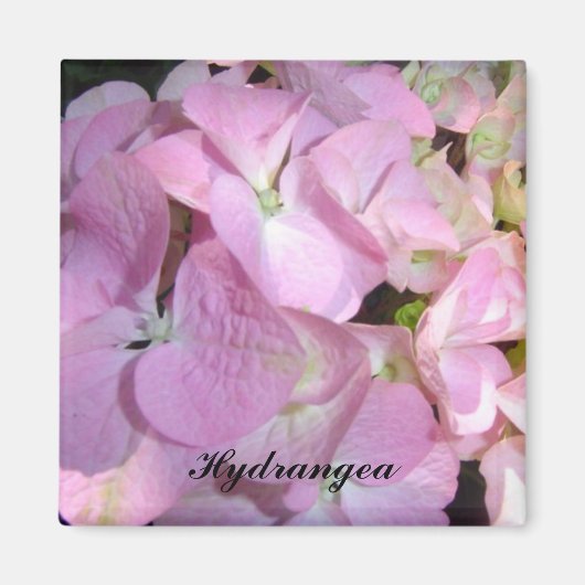 Baby Roze Hortensia Magneet (Voorkant)