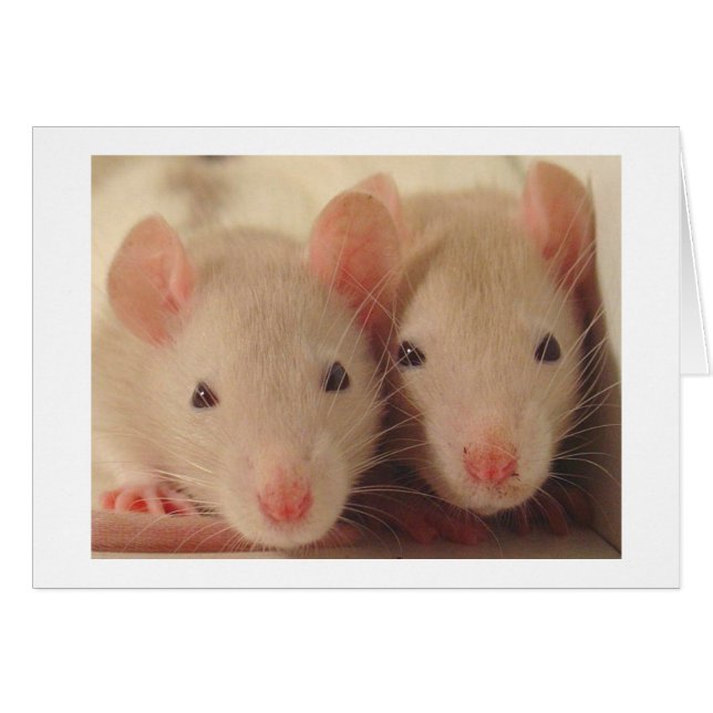 baby ' s (Voorkant Horizontaal)