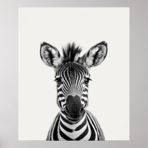 Baby Safari African Oerwoud Animals Zebra Poster