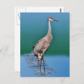 Baby Sandhill Crane en Moeder Briefkaart (Voorkant / Achterkant)
