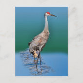 Baby Sandhill Crane en Moeder Briefkaart (Voorkant)