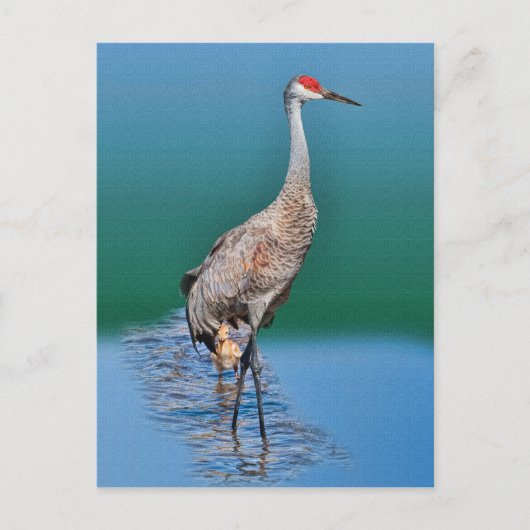 Baby Sandhill Crane en Moeder Briefkaart (Voorkant)