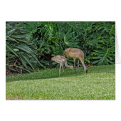 Baby Sandhill Crane met Ouder (Voorkant Horizontaal)