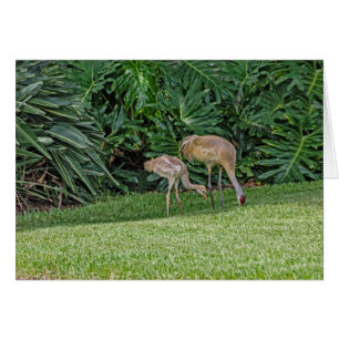 Baby Sandhill Crane met Ouder