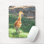 Baby Sandhill Crane Muismat (Met muis)