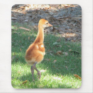 Baby Sandhill Crane Muismat
