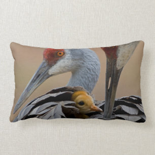 Baby Sandhill Kussen