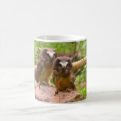 Baby Saw Whet Owls Mok (Center)