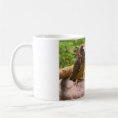 Baby Saw Whet Owls Mok (Links)