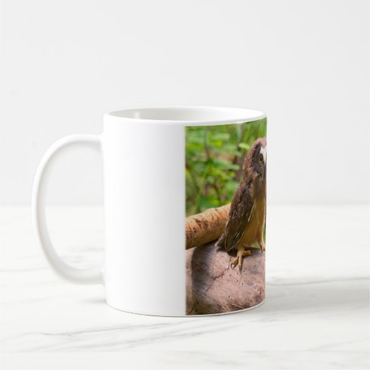 Baby Saw Whet Owls Mok (Links)