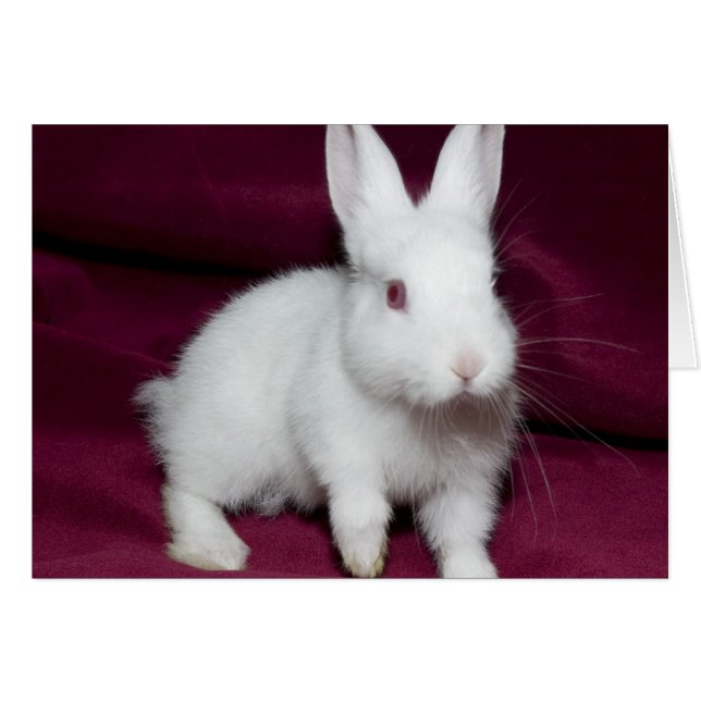 Baby Scarlett (Voorkant Horizontaal)