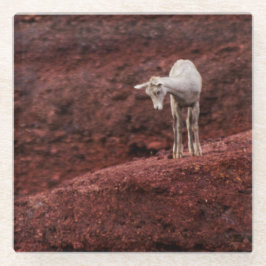 Baby schapen op rode rotsen glazen onderzetter