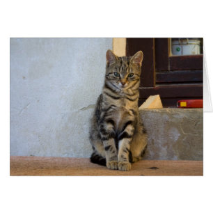 Baby schattige tijgerkat