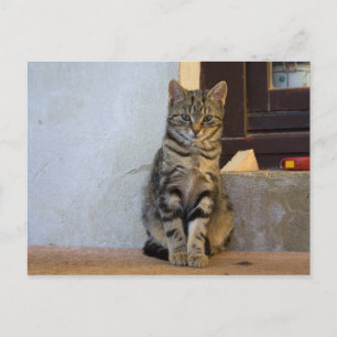 Baby schattige tijgerkat briefkaart