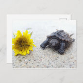 Baby schildpad met dandelion briefkaart (Voorkant / Achterkant)