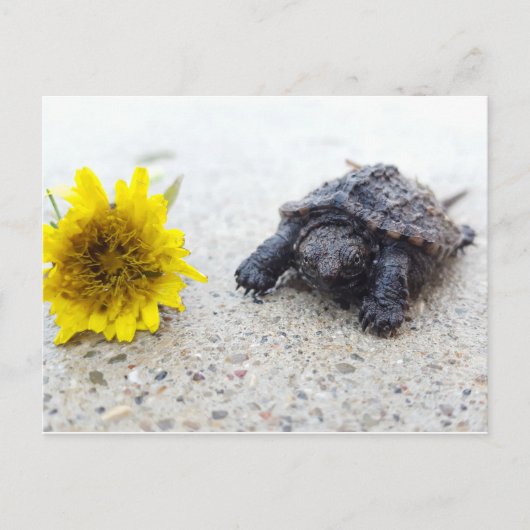 Baby schildpad met dandelion briefkaart (Voorkant)