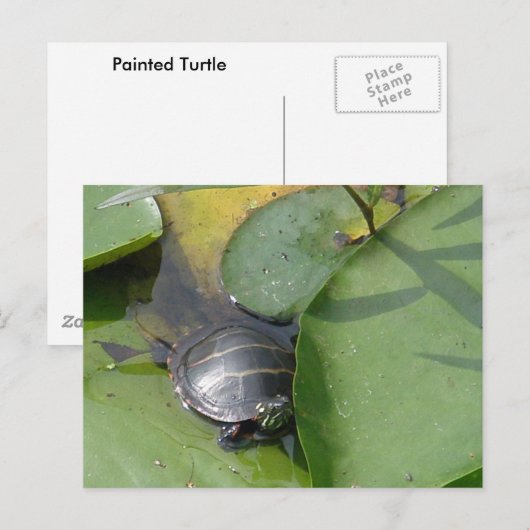 Baby schildpad op Lilypad Items Briefkaart (Voorkant / Achterkant)