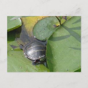 Baby schildpad op Lilypad Items Briefkaart