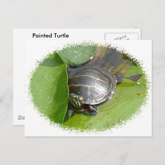 Baby schildpad op Lilypad Items Briefkaart (Voorkant / Achterkant)