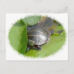 Baby schildpad op Lilypad Items Briefkaart