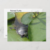 Baby schildpad op Lilypad Items Briefkaart (Voorkant / Achterkant)
