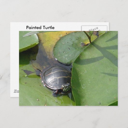 Baby schildpad op Lilypad Items Briefkaart (Voorkant / Achterkant)