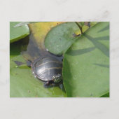 Baby schildpad op Lilypad Items Briefkaart (Voorkant)