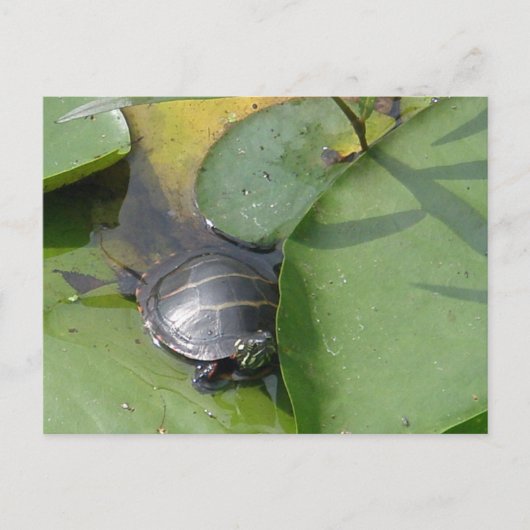 Baby schildpad op Lilypad Items Briefkaart (Voorkant)