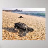 Baby schildpad poster (Voorkant)