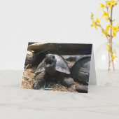 baby schildpad wenskaart (gefeliciteerd) kaart (Gele Bloem)